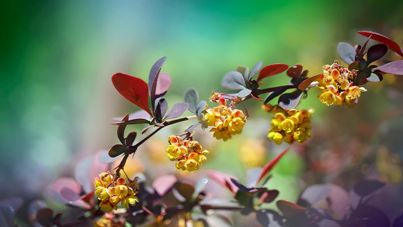 Barberry Flowers