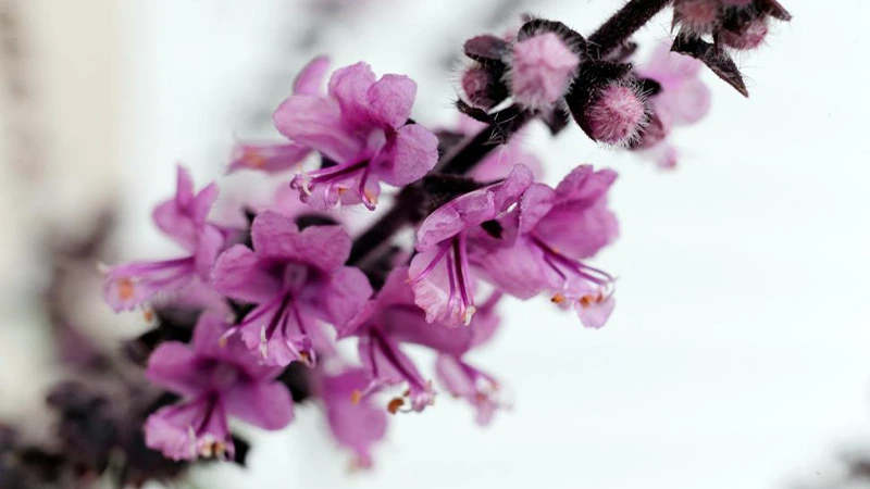 Basil Flowers