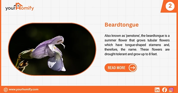 Beardtongue