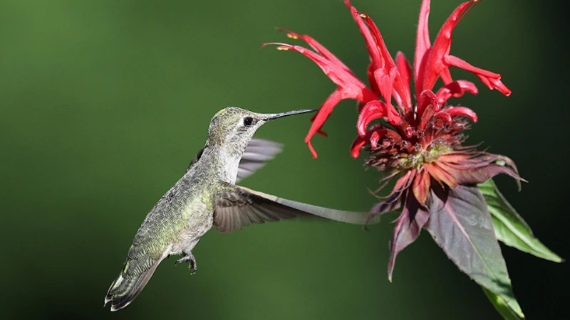 Bee Balm Flowers
