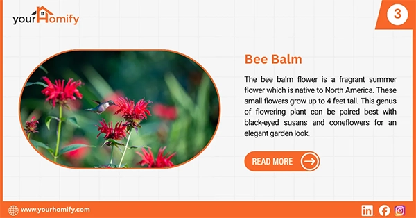 Bee balm