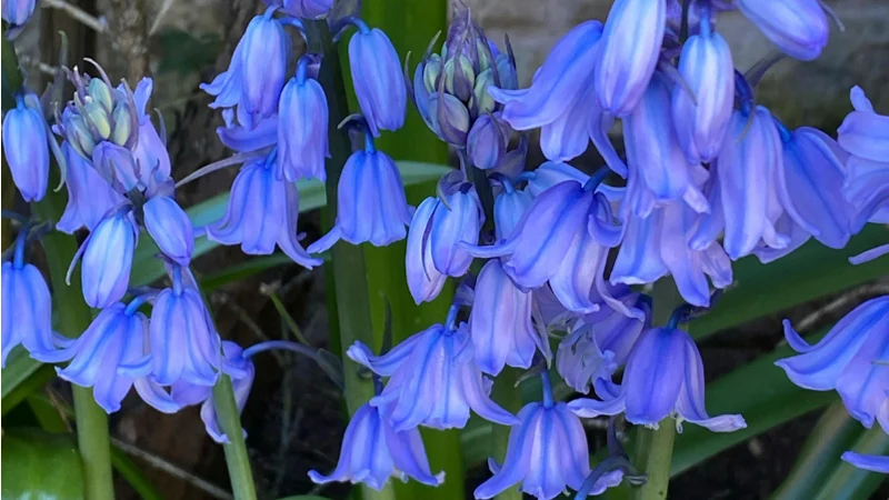 Bellflower flowers