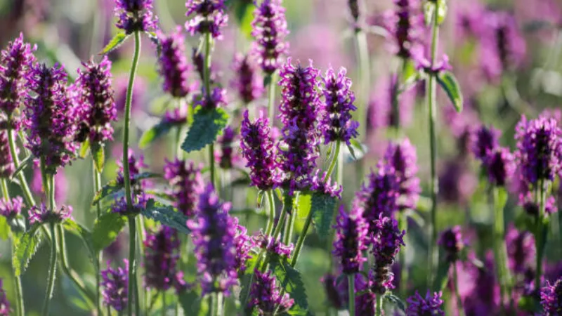 Betony Flowers