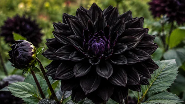 Black Beauty Dahlia