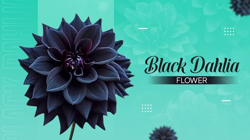 Black Dahlia Flower