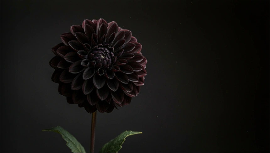 Black Dahlia Flower Image