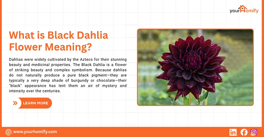 Black Dahlia Flower Meaning