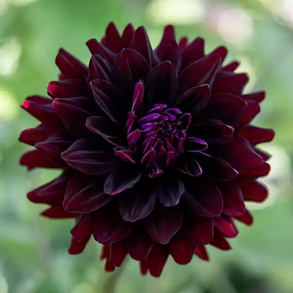 Black Dahlia Flower