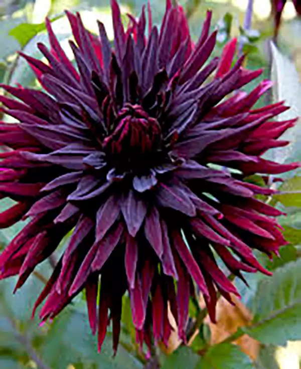 Black Jack