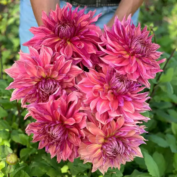 Black Monarch Dahlia