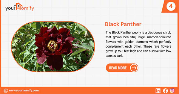 Black Panther