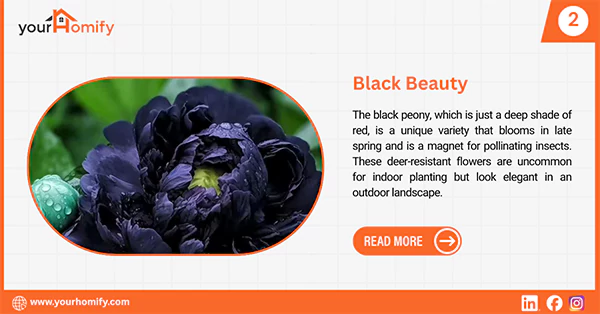 Black beauty