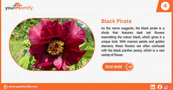 Black pirate