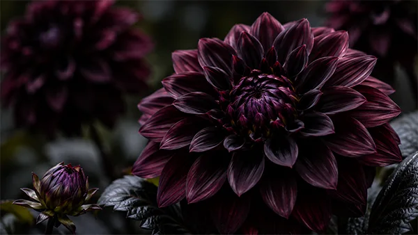 BlackMonarch Dahlia