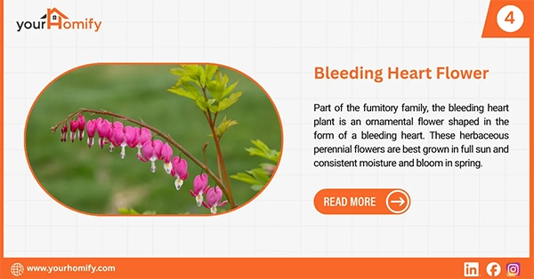 Bleeding heart plant