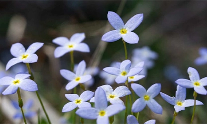 Bluets Flowers-m