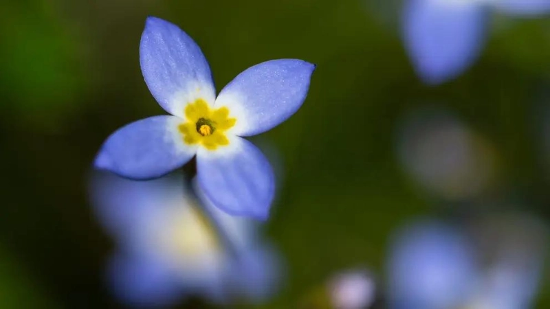 Bluets Flowers