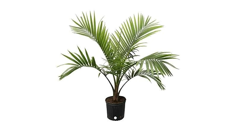 Bottle palm