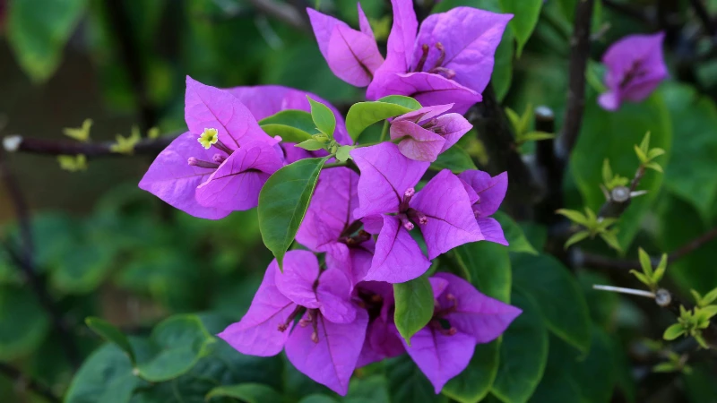 Bougainvillea flower
