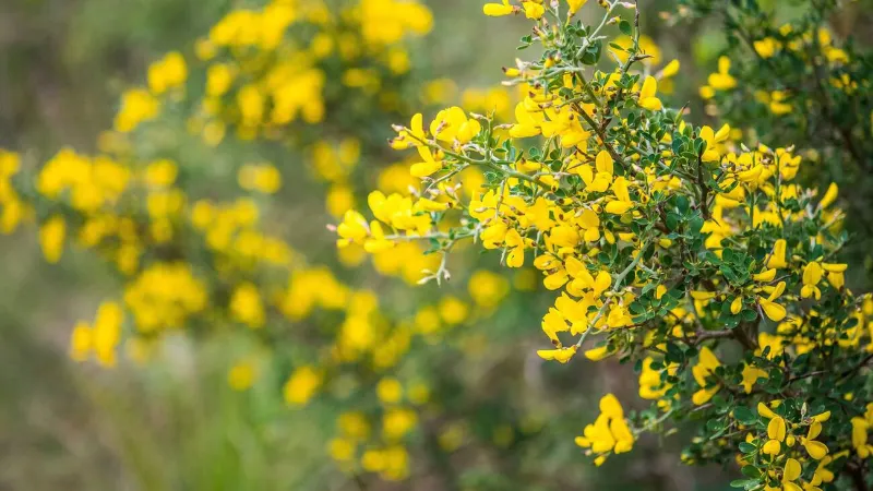 Broom Prickly flowers