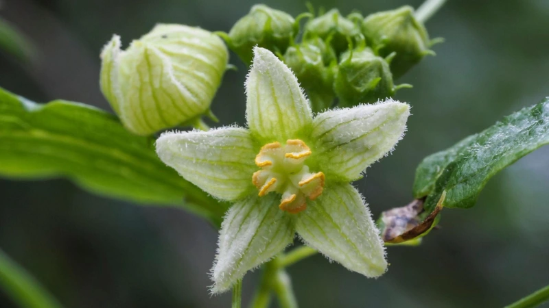 Bryony flowers