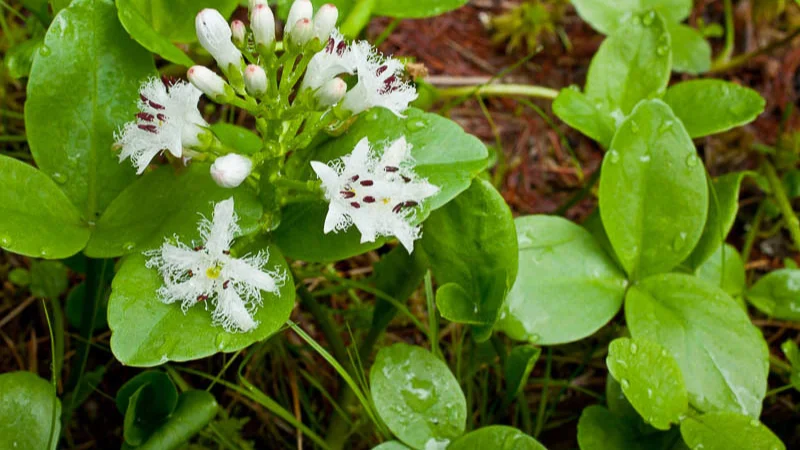 Buckbean flowers