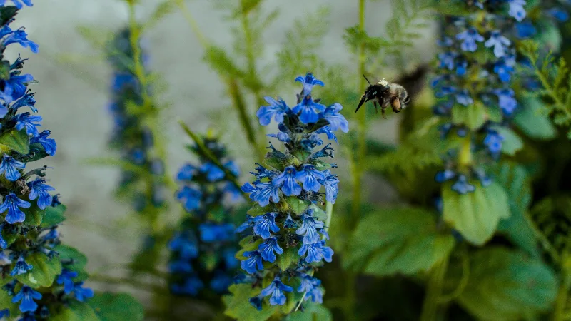 Bugleweed Flowers