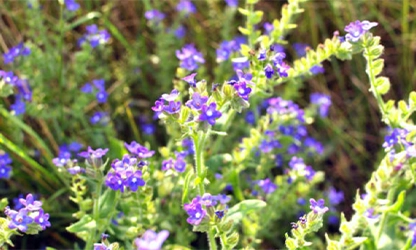 Bugloss Flowers-19