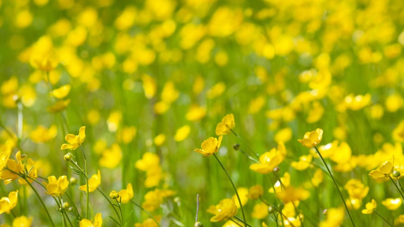 Buttercup Flowers