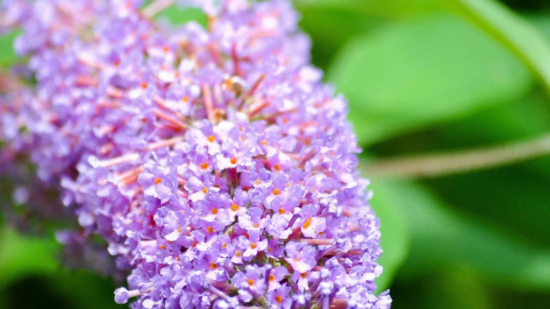 Butterfly Bush