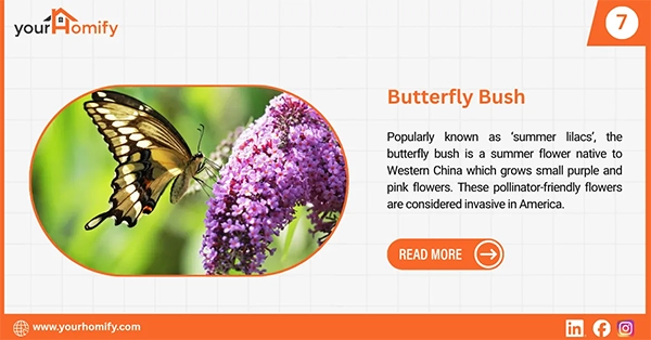 Butterfly bush