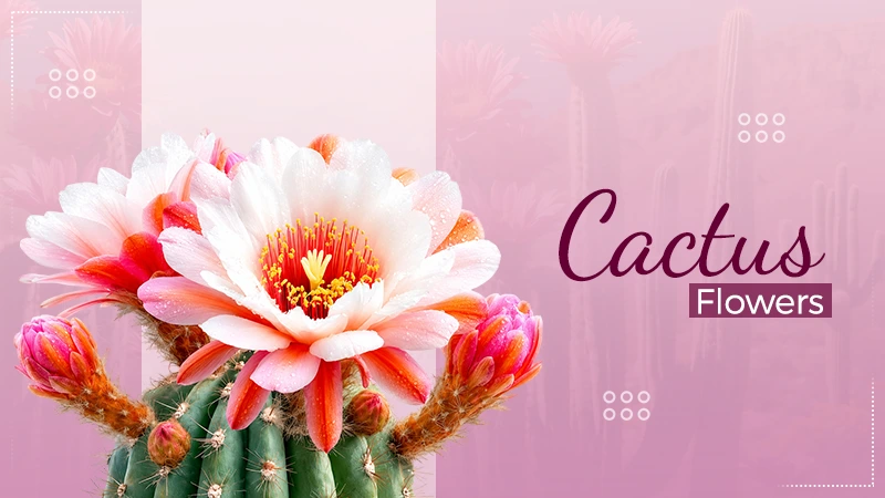 Cactus Flower