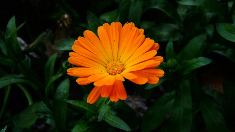Calendula Flowers