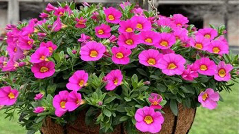 Calibrachoa Flowers