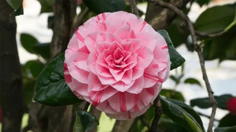 Camellia Flowers