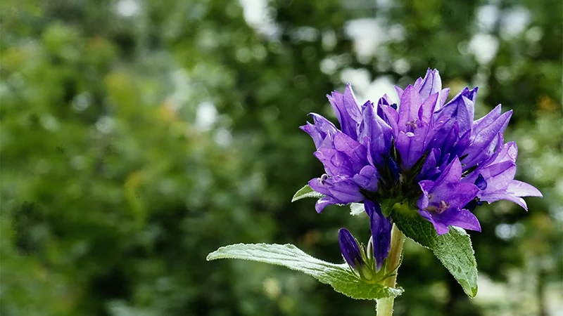 Campanula Flowers
