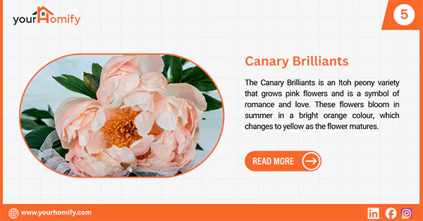 Canary Brilliants