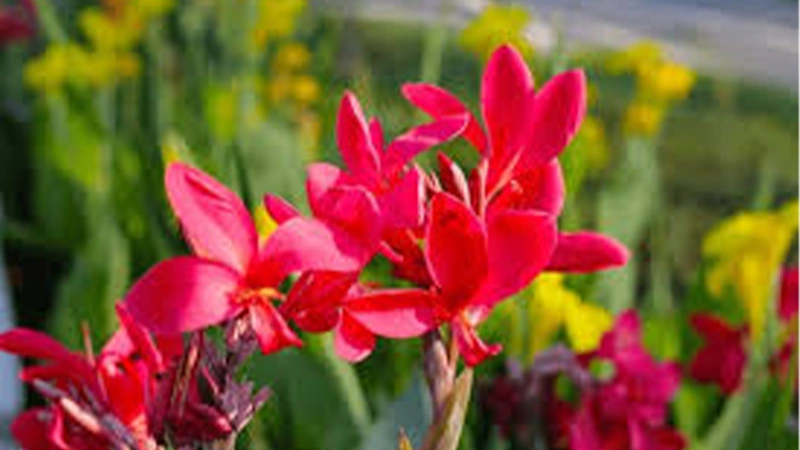 Canna Lily Flowers