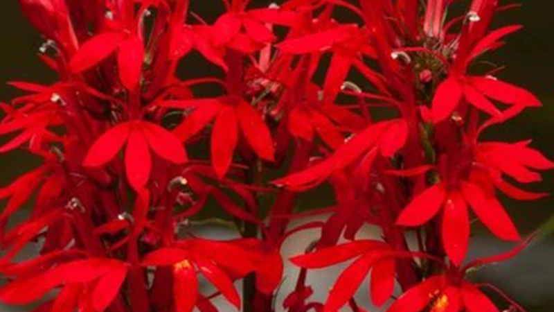 Cardinal Flowers