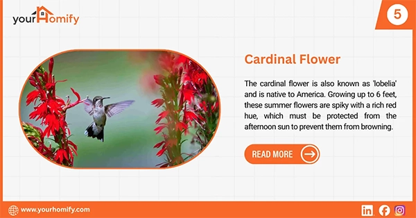 Cardinal flower