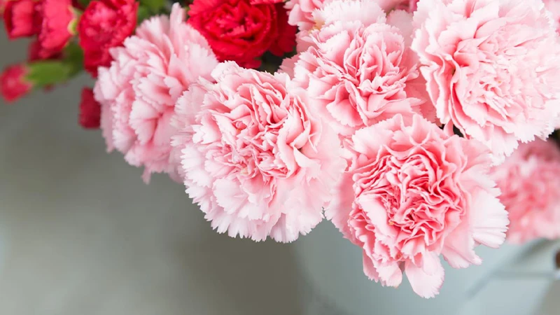 Carnation Flowers