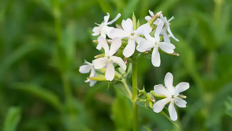 Catchfly(Night flowering)Featured image
