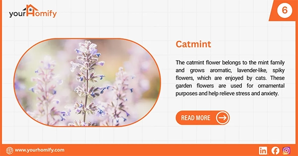 Catmint flower