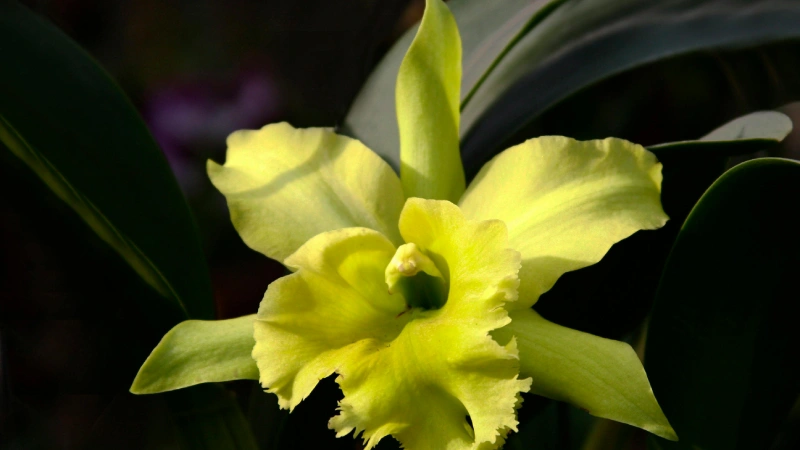 Cattleya Orchid featured image