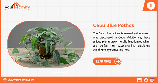 Cebu blue pothos