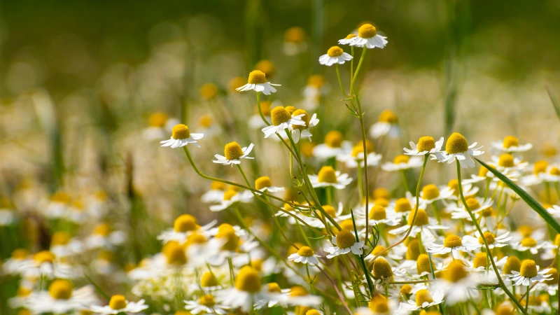 Chamomile Featured Image