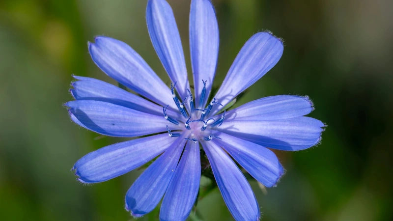 Chicory featured image