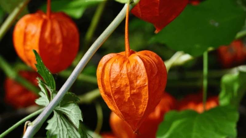 Chinese lantern featured image
