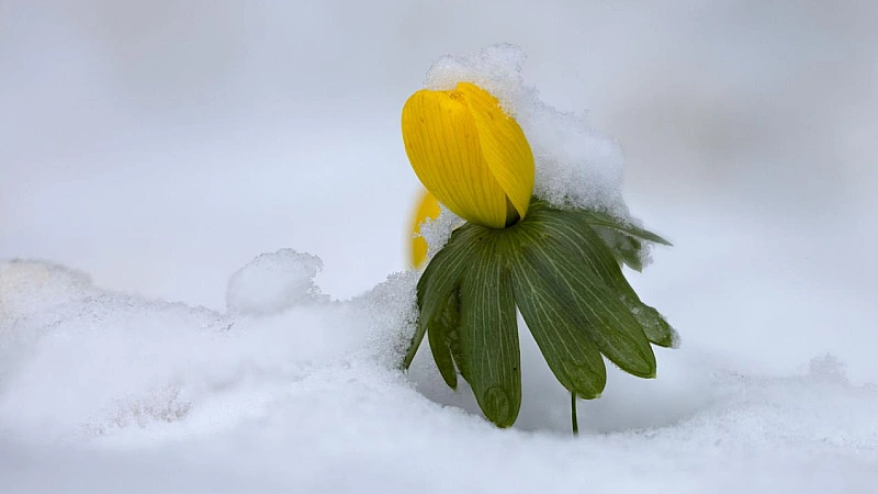 Christmas aconite featured image