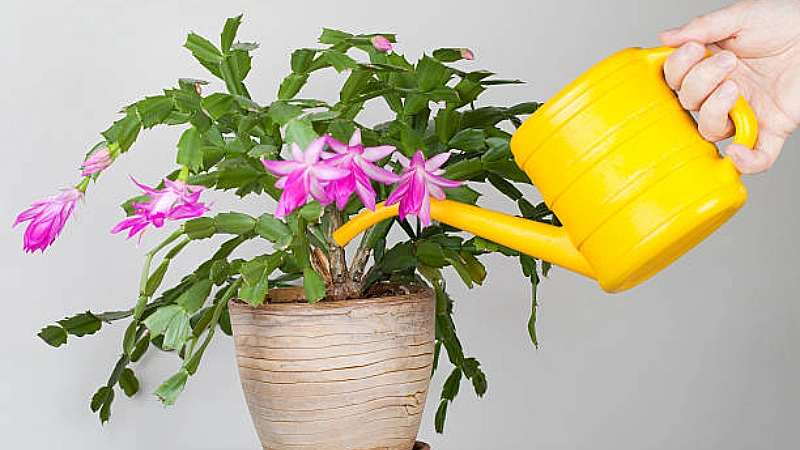 Christmas cactus featured image